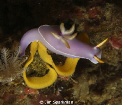Nudibranch with egg sack, shot of Monado, Indonesia; syst... by Jim Sparkman 